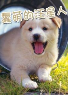 蠢萌的汪星人